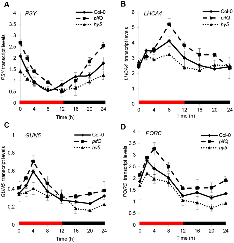 Red diurnal expression patterns of photopigment genes targets of PIFs and HY5.