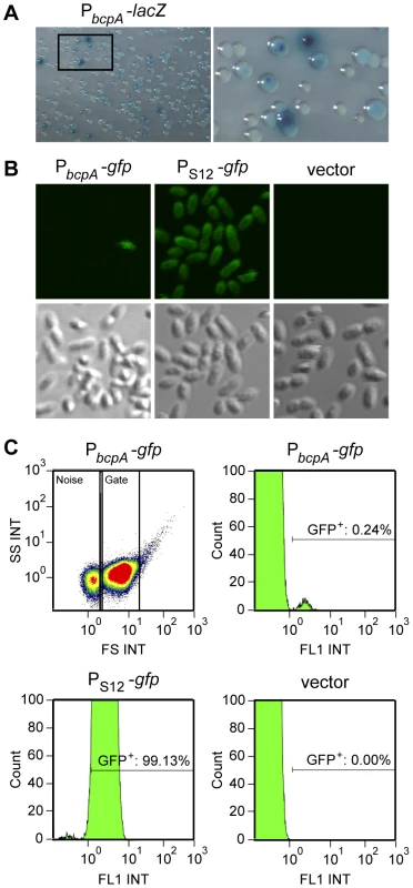 Per cell analysis of the probabilistic expression of <i>bcpA</i>.