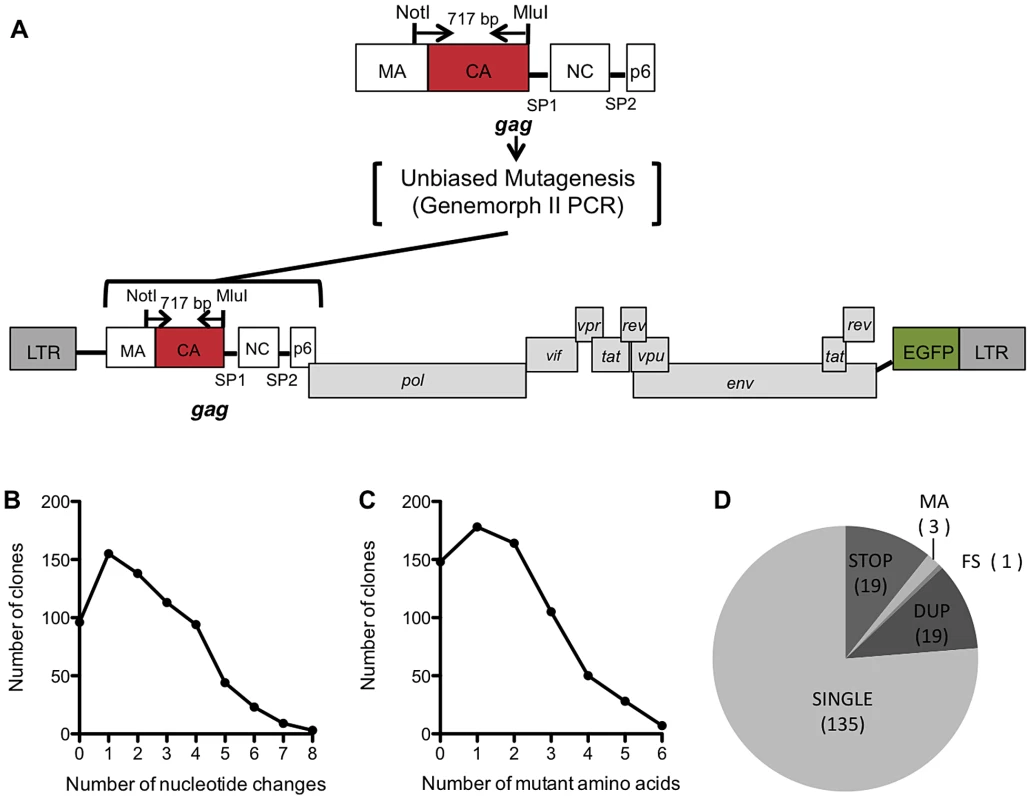 Generation and characterization of the CA mutant library.