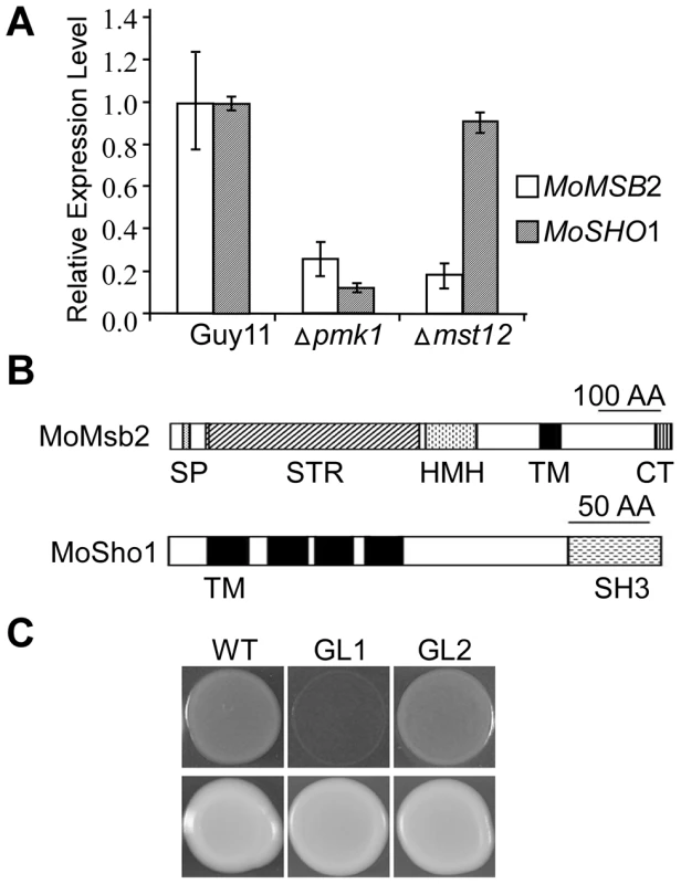 The <i>MSB2</i> and <i>SHO1</i> orthologs in <i>M. oryzae</i>.