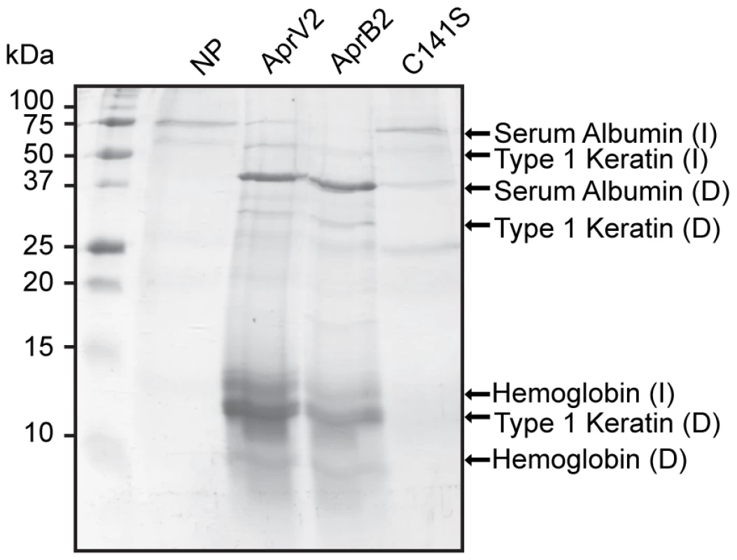 Degradation of sheep hoof by recombinant protease.
