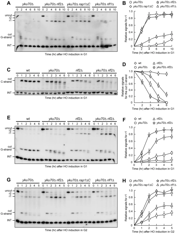 Rif2 and Rap1 inactivation enhances resection at a de novo telomere in <i>yku70Δ</i> cells.