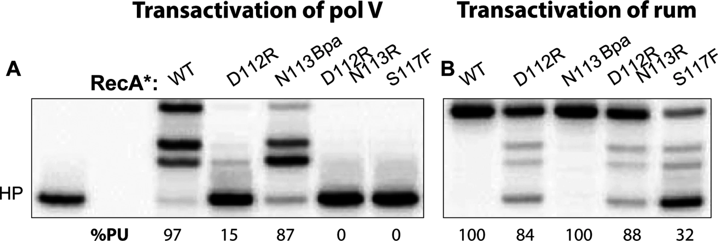RumA′<sub>2</sub>B can be activated by all RecA variants.