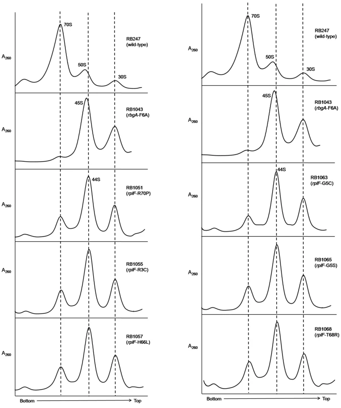 Analysis of ribosome assembly in a L6 suppressor strains.