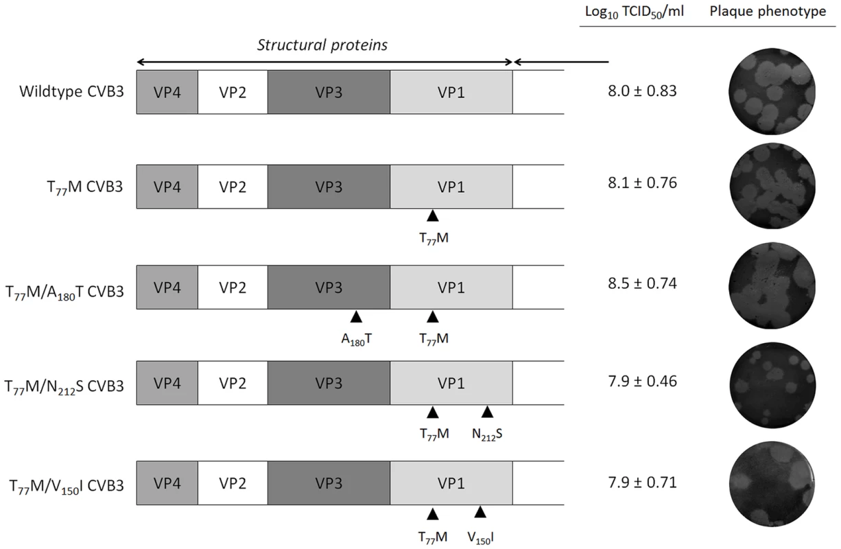 Growth phenotype of TP219-resistant CVB3 recombinants.