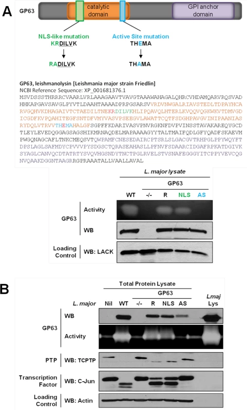 GP63-dependent cleavage of nuclear localized substrates is NLS sequence independent.