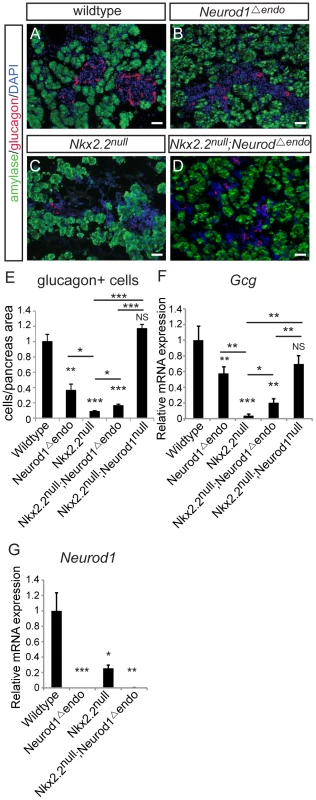Alpha cells are only minimally restored in the <i>Nkx2.2<sup>null</sup>;Neurod1<sup>Δendo</sup></i>.