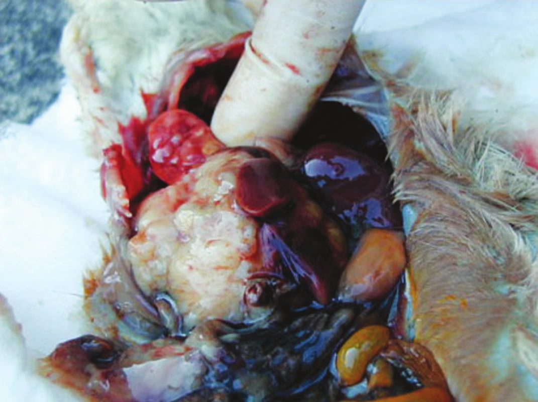 Pitevní nález po aplikaci nádorových buněk intrahepatálně. Patrno je původní ložisko v játrech a plicní metastázy
Fig. 4. Sectional findings after intrahepatic injection of tumorous cells. Aformer hepatic focus and lung metastases are detectable