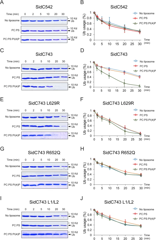 PI(4)P stimulates the ubiquitin E3 ligase activity of SidC.