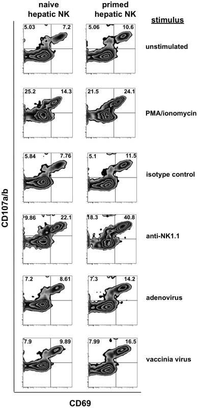 Intracellular cytokine staining of previously primed NK cells demonstrates enhanced activation following in vitro stimulation.