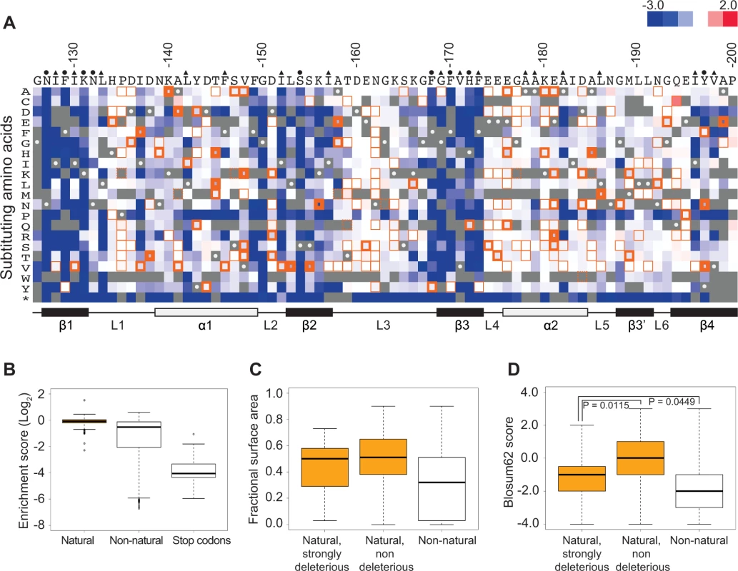 Functional characterization of single amino acid substitutions occurring in 52 Pab1 RRM2 homologues.