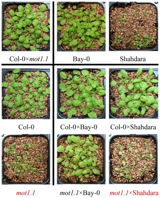 Mutant analysis and allelic complementation confirms <i>MOT1</i> as the likely causative gene.