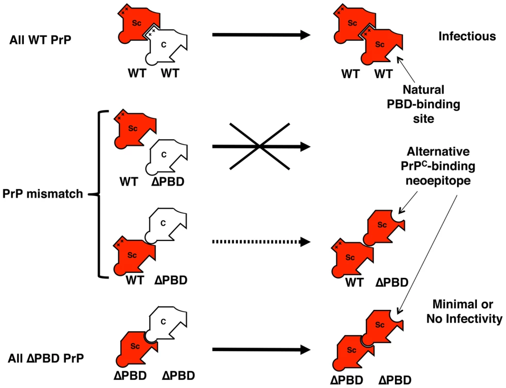 Model of PrP replicative interaction mechanisms.