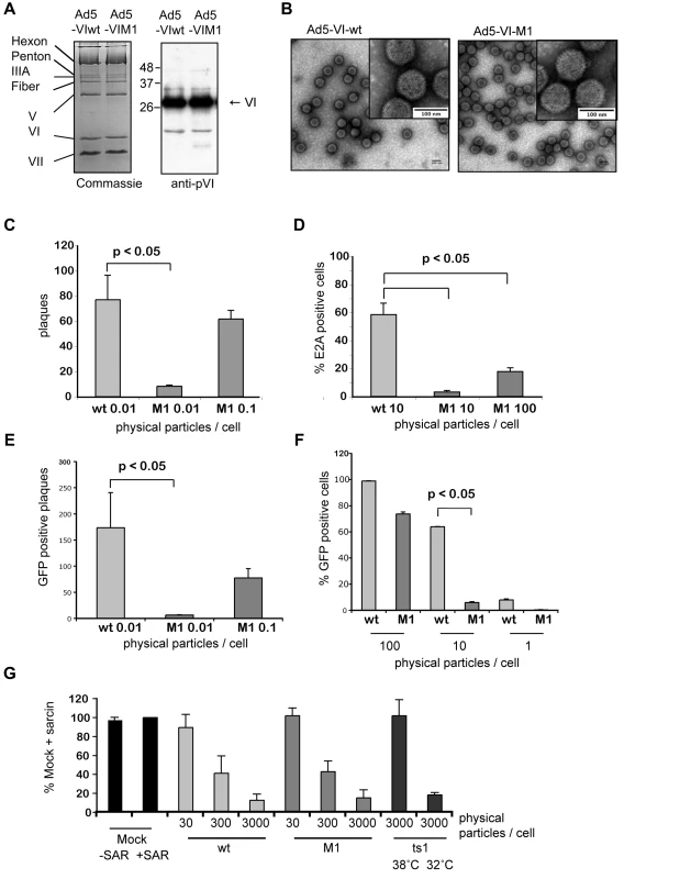 Reduced infectivity for an Ad with an altered PPxY motif.