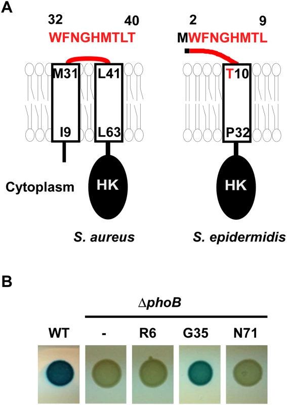 The topology of the N-terminal domain of SaeS.