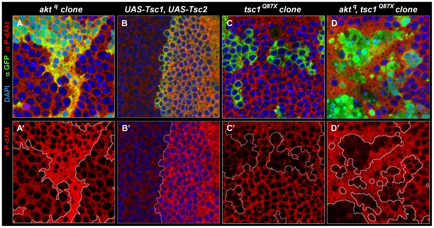 The Akt–TOR signal transduction pathway has a circular structure <i>in vivo</i>.