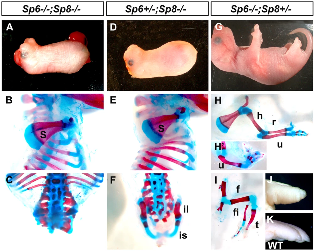 Effects of inactivating <i>Sp6</i> and <i>Sp8</i> in limb development.