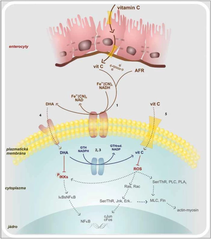 Vstřebávání vitaminu C a jeho intracelulární působení.
1. oxidoreduktáza plazmatické membrány
2. thioredoxin reduktáza
3. glutation reduktáza
4. glutamátový trasportér
5. SVCT – sodíkový transportér vitaminu C
AFR – volný radikál vitaminu C, cJun, cFos – proonkogeny, DHA – dehydroaskorbová kyselina, Erk – kináza regulovaná extracelulárním signálem, Fln – flamin, GTH – glutation, IKK – I-kB kináza, Jnk – c-Jun terminální kináza, MLC – lehký řetězec myosinu, NF-κB – nukleární faktor kB, PLA<sub>2</sub> – fosfolipáza A<sub>2</sub>, PLC – fosfolipáza C, Ras, Rac – proonkogeny, ROS – reaktivní kyslíkové radikály, Ser/Thr – fosforylující kinázy