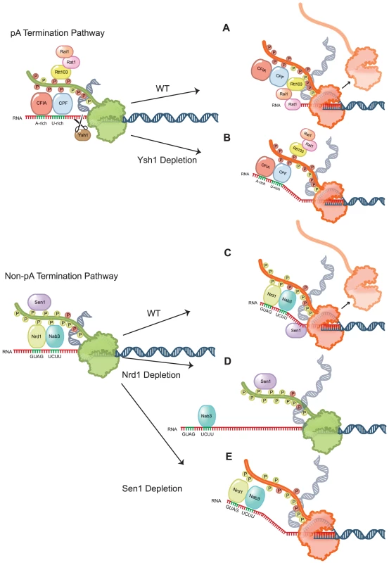 Schematic representation of Pol II termination after removal of non-pA and pA termination factors.