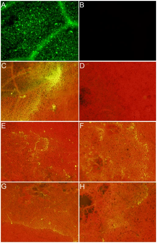 Wild-type Sclerotinia, but not the OA-deficient (A2) mutant, reduces the host cellular environment.