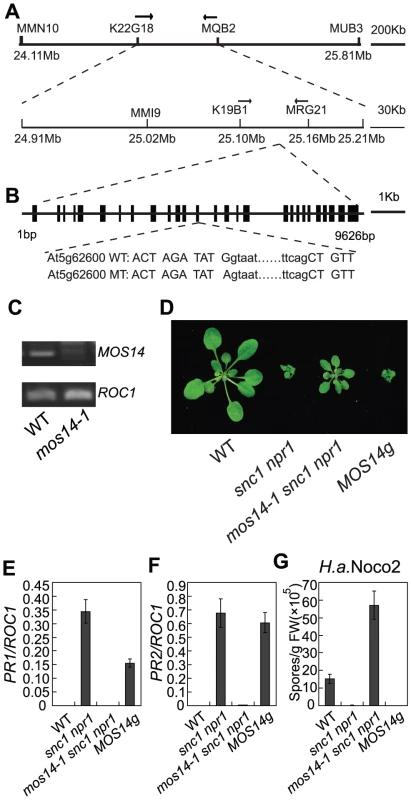Map-based cloning of <i>mos14-1</i>.