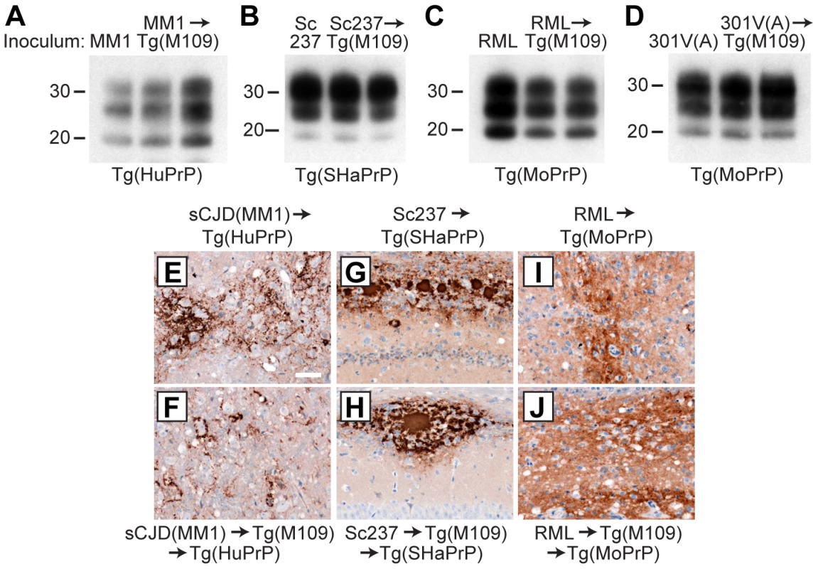 Analysis of PK-resistant PrP<sup>Sc</sup> and cerebral PrP<sup>Sc</sup> deposition following retrotransmission of Tg(M109)-passaged prion isolates.