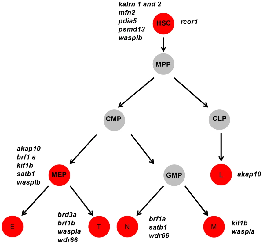 A cartoon model of the hematopoietic tree showing the stages most likely affected by candidate gene knockdown.