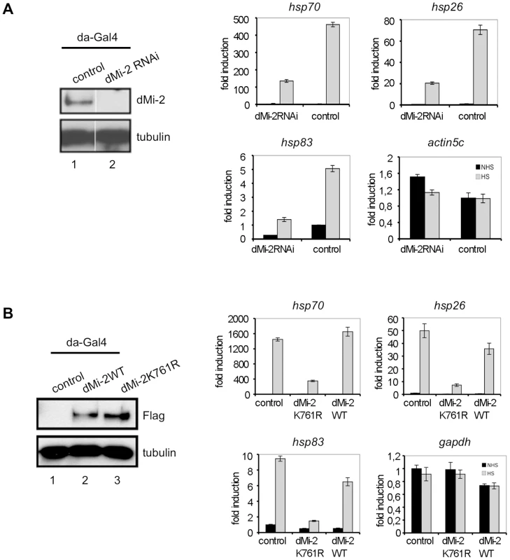 dMi-2 is required for efficient HS gene transcription.