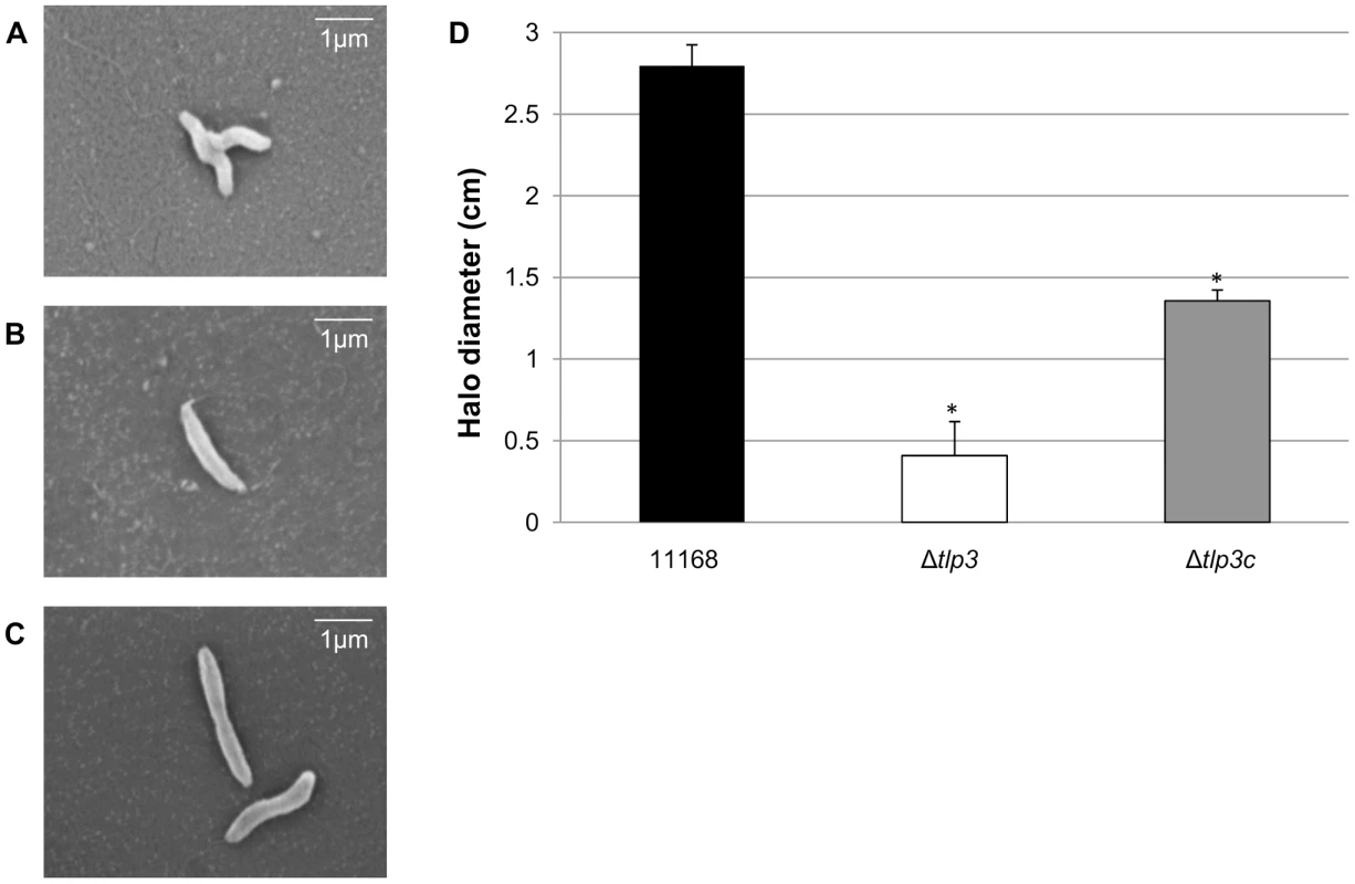 A <i>tlp3</i> mutant has altered morphology and defect in motility.