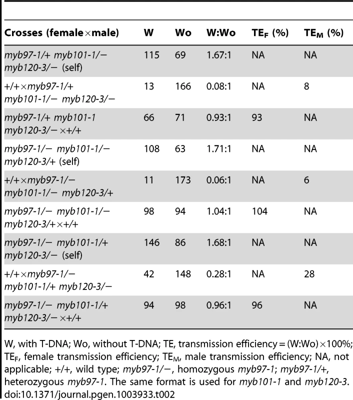 Genetic analysis of <i>myb97-1 myb101-1 myb120-3</i> heterozygous mutants.
