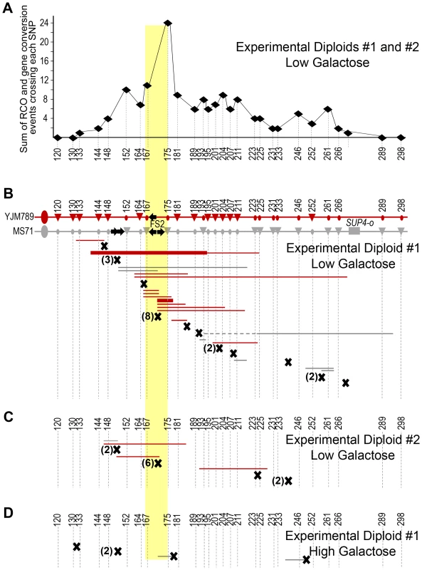 Lesions at fragile site FS2 during S-phase initiate mitotic crossovers resulting in LOH.