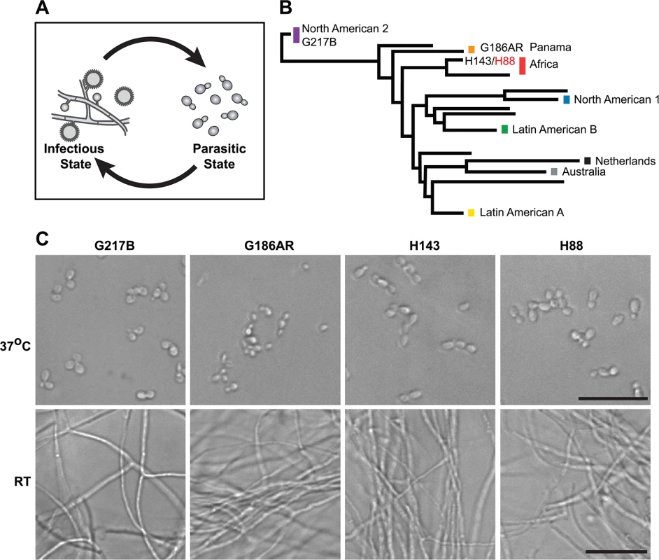 <i>Histoplasma</i> is a global human pathogen with distinct morphological states important for virulence.