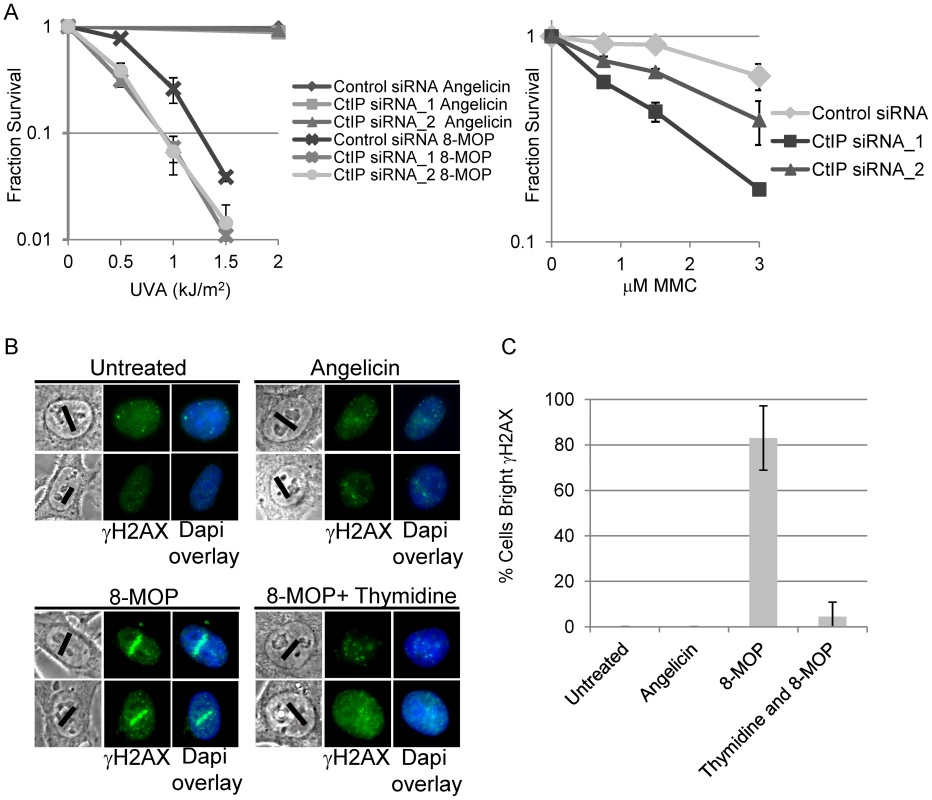 CtIP depletion sensitizes cells to ICL inducing agents.
