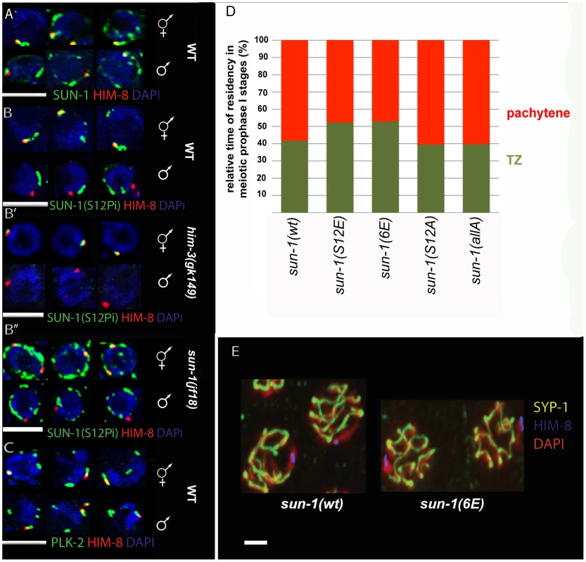 SUN-1 S12 phosphorylation in male meiosis.