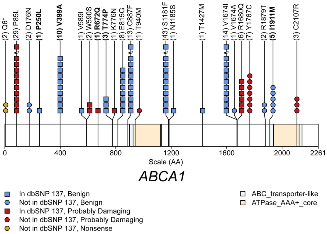 Schematic of rare (MAF<1%) non-synonymous variants used in the gene-level test of total cholesterol (TC) in gene <i>ABCA1</i>.