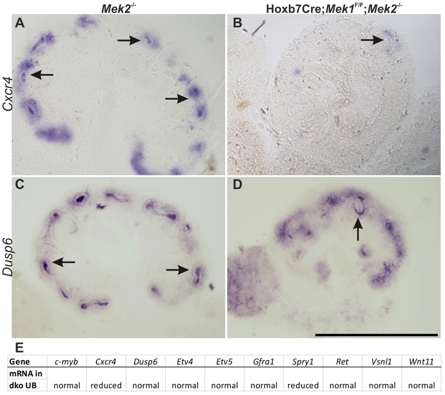 Relationship of intracellular MAPK pathway to RET receptor tyrosine kinase signaling.