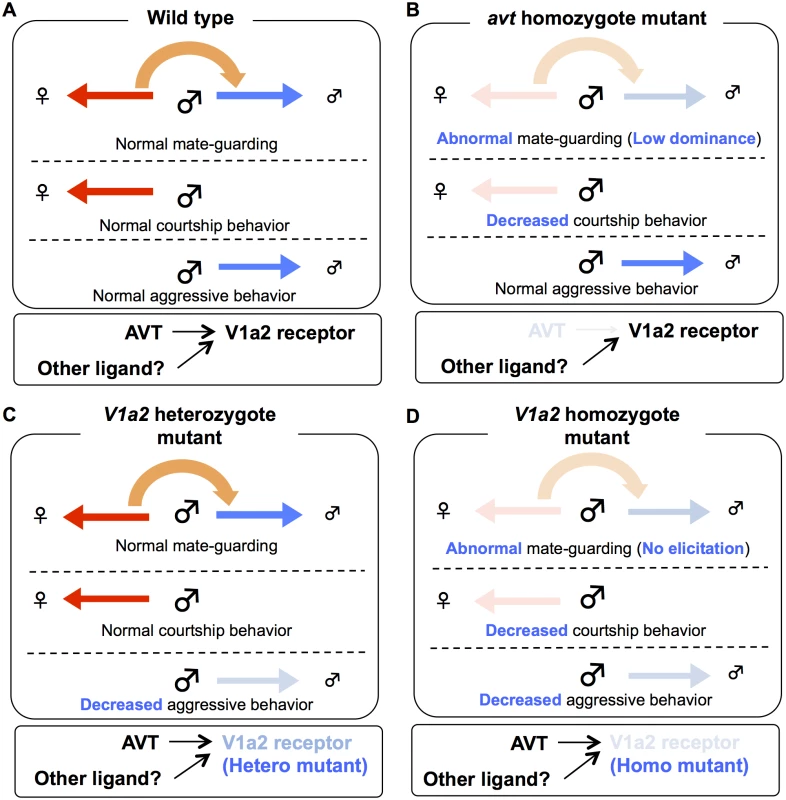 Possible model of AVT system in mate-guarding, aggressive and courtship behaviors.