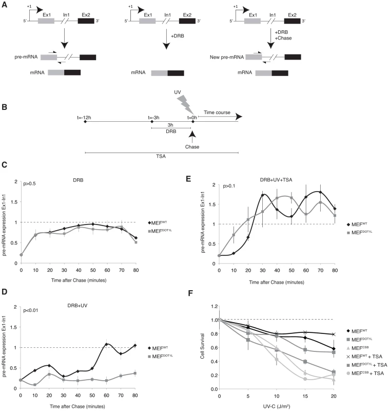 Inhibition of the initiation-to-elongation transition phase in the absence of DOT1L, after UV irradiation.
