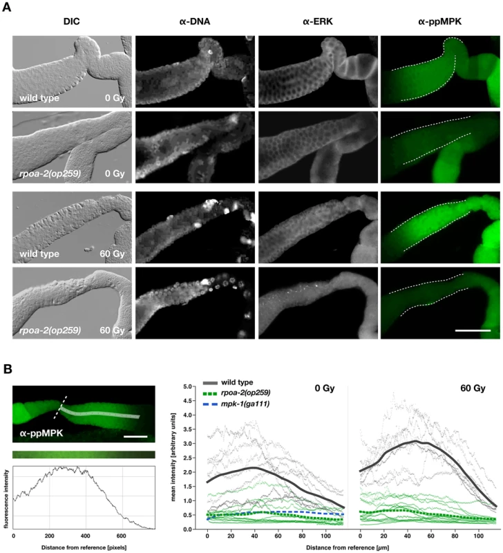 Baseline levels of activated MPK-1 in the gonad are reduced in <i>rpoa-2(op259)</i> and do not increase upon irradiation.