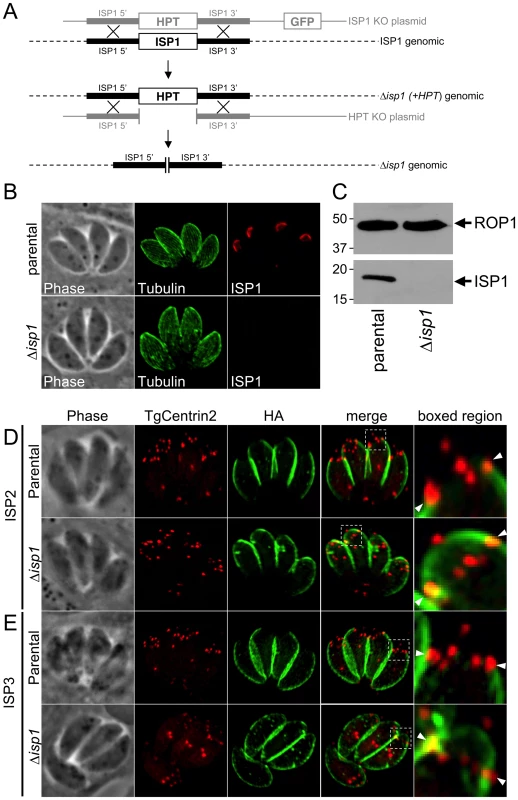 ISP2 and ISP3 are relocalized to the apical cap in the absence of ISP1.