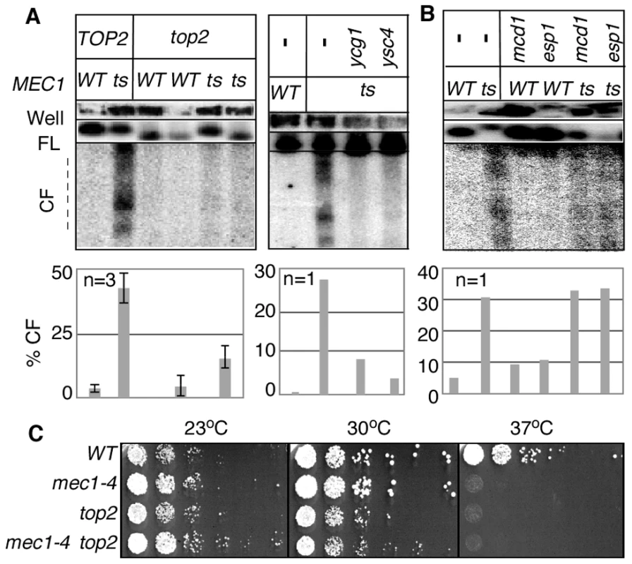 <i>RSZ</i> breakage in the presence of spindle tension requires Top2 and condensin components.