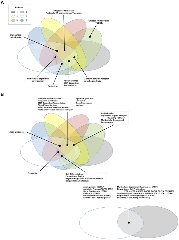 Gene Ontology pathway analysis.