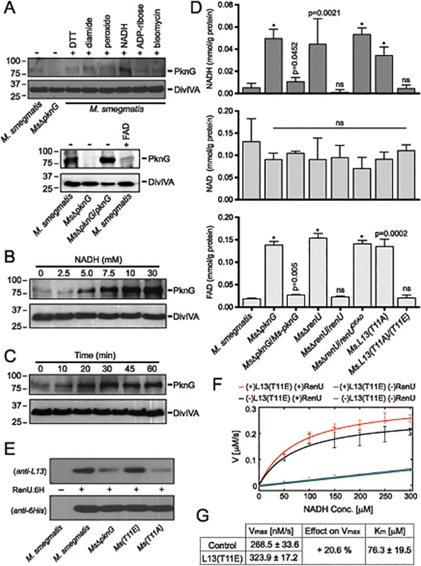 Correlation of NADH and RHOCS, and role of L13 phosphorylation by PknG.