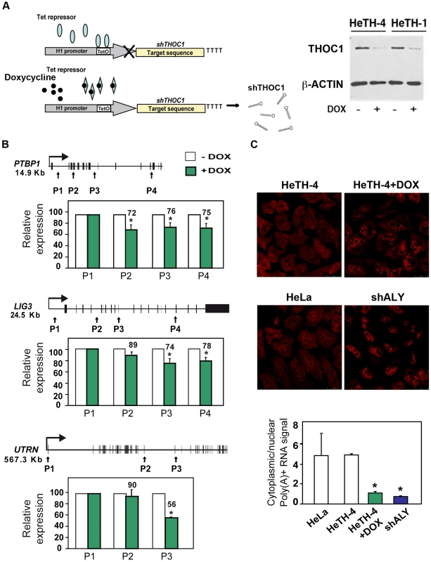 Gene expression defects in stable cell lines depleted of THOC1.