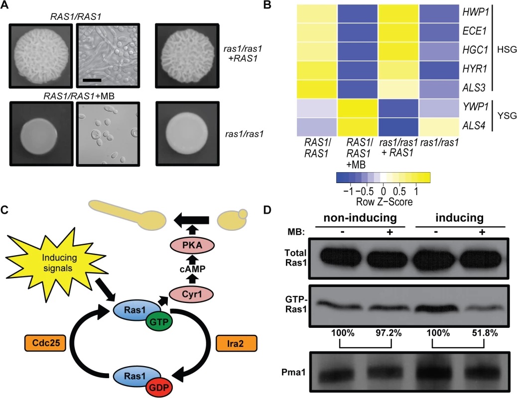 MB inhibits Ras1 activity and Ras1-dependent filamentation.