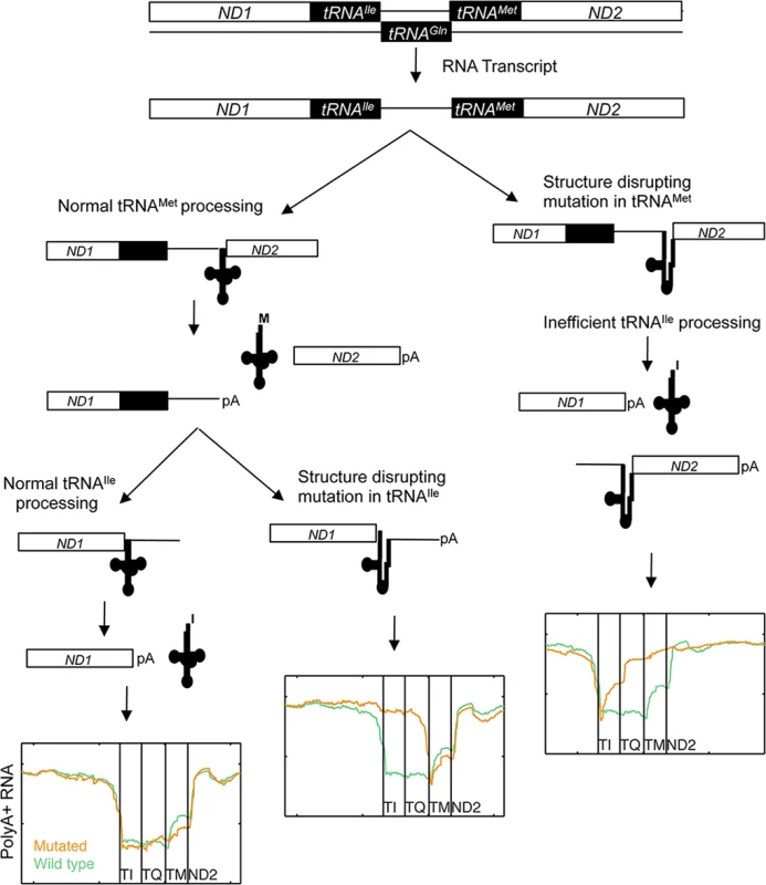 Proposed model of mt-tRNA processing in light of observed RNA species in human cancers.