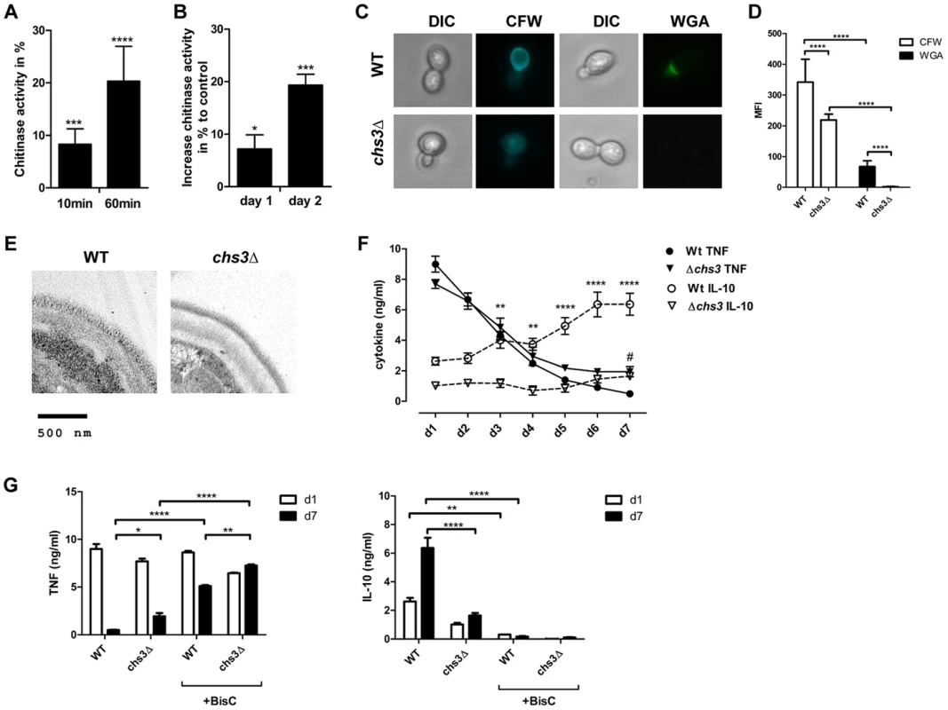 Reduced cell wall chitin effects late phase cytokine response to <i>C. albicans</i>.