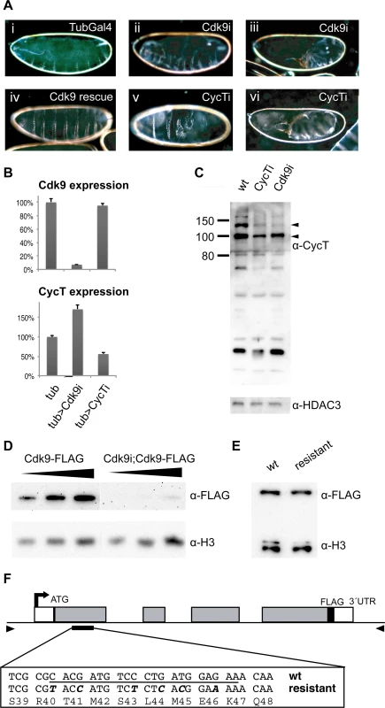 Maternal knockdown of P-TEFb disrupts embryo development.