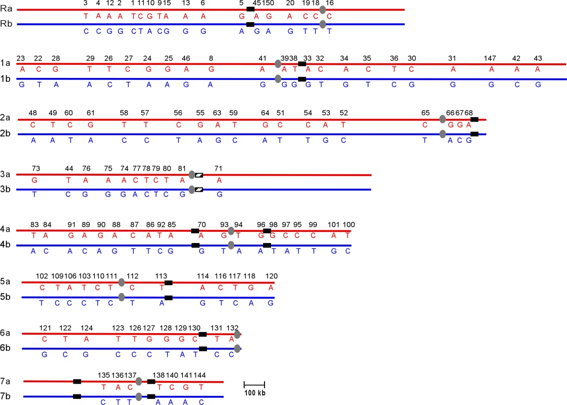 SNP Haplotype Map of Strain SC5314