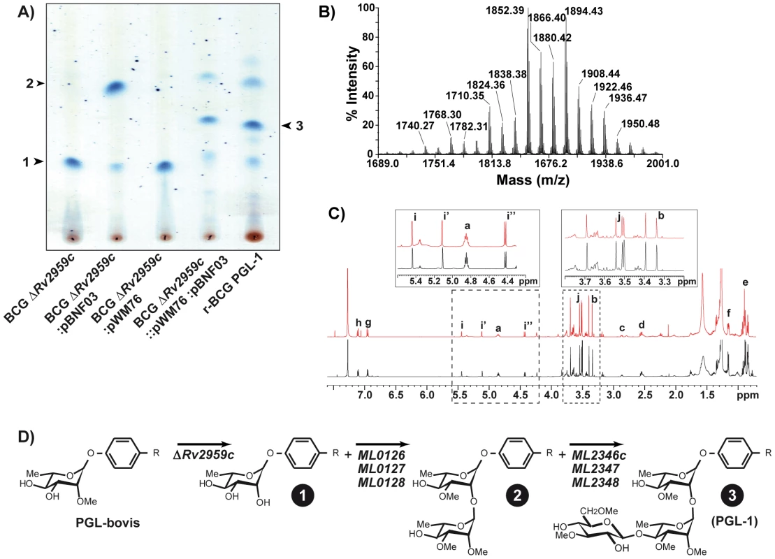 Construction of a recombinant BCG producing the PGL-1 of <i>M. leprae</i>.